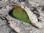 flora acquatica pioniera in una vaschetta di granito sulla cima del Pulchiana
